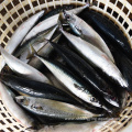 Seafrozen Whole Size 300-400g Pacific Mackerel In Stock